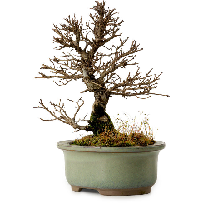 Ulmus parvifolia Nire, 17 cm, ± 10 Jahre alt