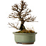 Ulmus parvifolia Nire, 17 cm, ± 10 ans