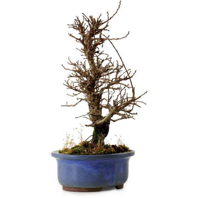 Ulmus parvifolia Nire, 20 cm, ± 10 Jahre alt