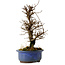 Ulmus parvifolia Nire, 20 cm, ± 10 years old