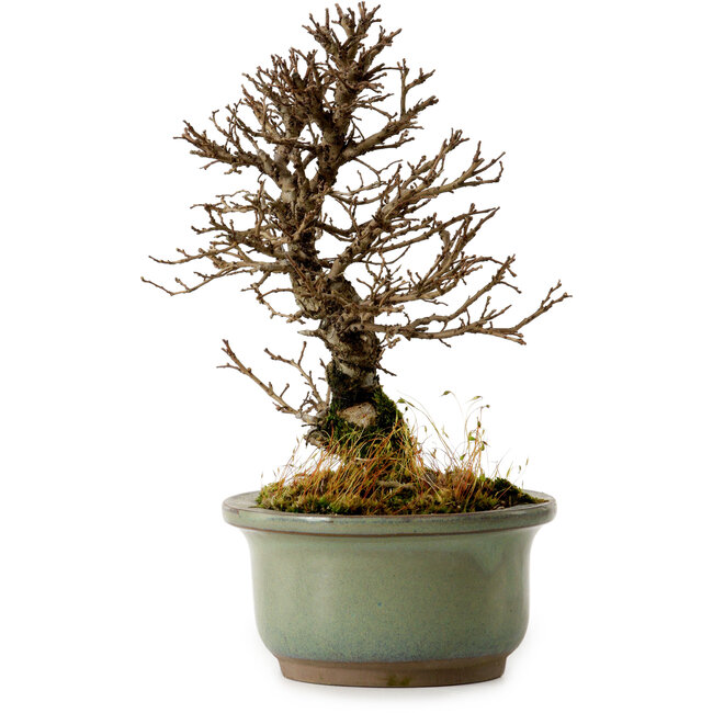 Ulmus parvifolia Nire, 17 cm, ± 10 years old