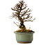 Ulmus parvifolia Nire, 17 cm, ± 10 ans