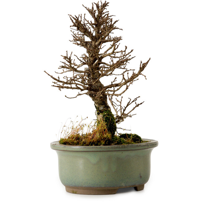 Ulmus parvifolia Nire, 17 cm, ± 10 años