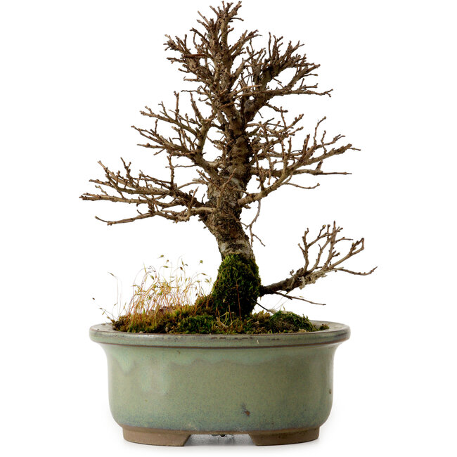 Ulmus parvifolia Nire, 17 cm, ± 10 jaar oud