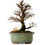 Ulmus parvifolia Nire, 17 cm, ± 10 years old