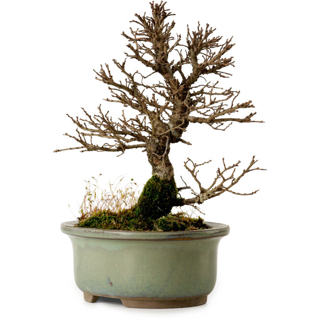 Ulmus parvifolia Nire, 17 cm, ± 10 years old