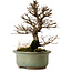 Ulmus parvifolia Nire, 17 cm, ± 10 Jahre alt
