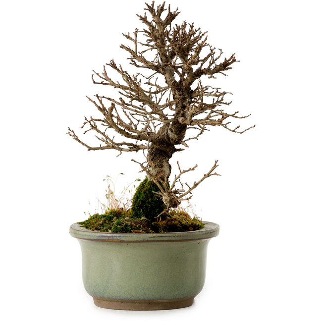 Ulmus parvifolia Nire, 17 cm, ± 10 Jahre alt