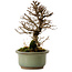 Ulmus parvifolia Nire, 17 cm, ± 10 years old