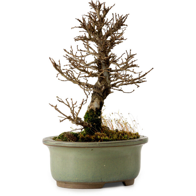 Ulmus parvifolia Nire, 17 cm, ± 10 Jahre alt