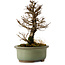 Ulmus parvifolia Nire, 17 cm, ± 10 Jahre alt