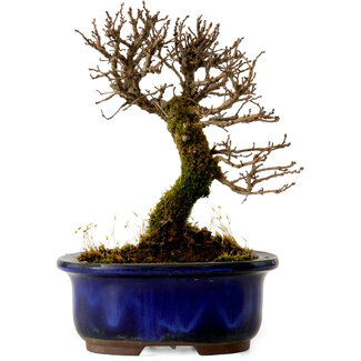 Ulmus parvifolia Nire, 14,5 cm, ± 10 years old
