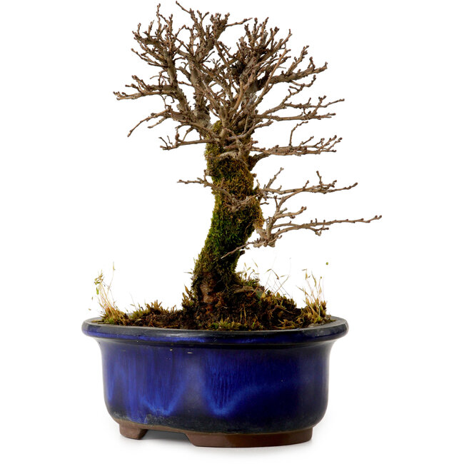 Ulmus parvifolia Nire, 14,5 cm, ± 10 Jahre alt
