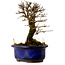 Ulmus parvifolia Nire, 14,5 cm, ± 10 years old