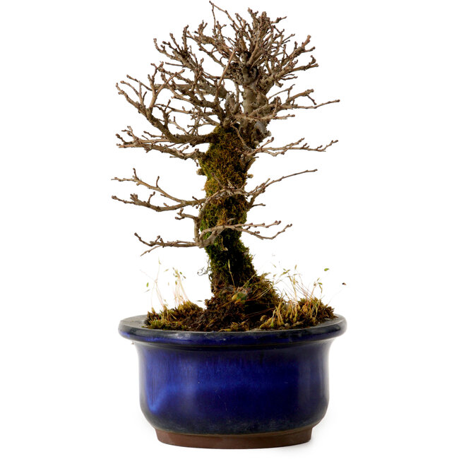 Ulmus parvifolia Nire, 14,5 cm, ± 10 jaar oud