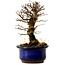 Ulmus parvifolia Nire, 14,5 cm, ± 10 years old