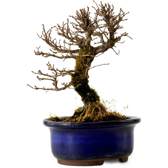 Ulmus parvifolia Nire, 14,5 cm, ± 10 Jahre alt