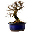 Ulmus parvifolia Nire, 14,5 cm, ± 10 years old