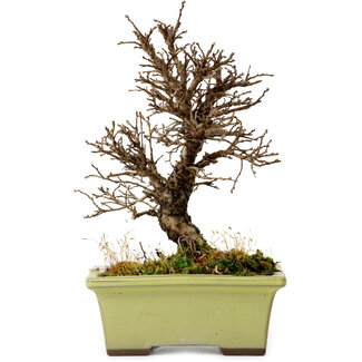 Ulmus parvifolia Nire, 17 cm, ± 10 years old