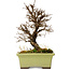 Ulmus parvifolia Nire, 17 cm, ± 10 years old