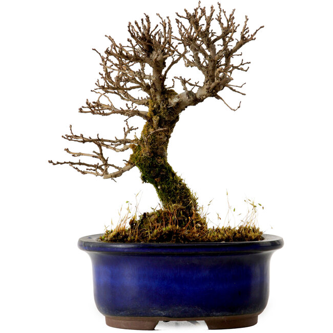 Ulmus parvifolia Nire, 14,5 cm, ± 10 años