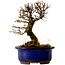 Ulmus parvifolia Nire, 14,5 cm, ± 10 ans