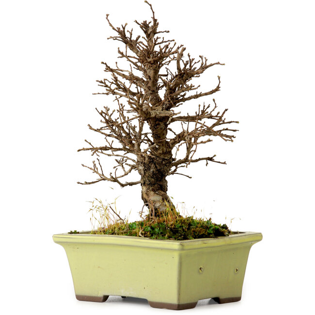 Ulmus parvifolia Nire, 17 cm, ± 10 Jahre alt