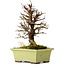 Ulmus parvifolia Nire, 17 cm, ± 10 Jahre alt