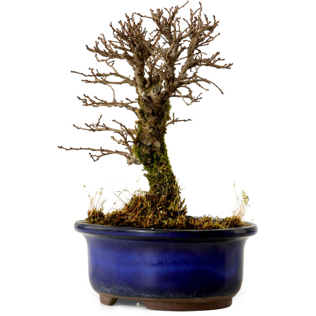 Ulmus parvifolia Nire, 14,5 cm, ± 10 anni