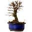 Ulmus parvifolia Nire, 14,5 cm, ± 10 years old