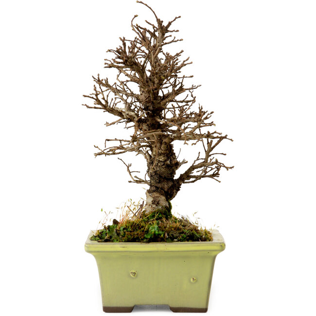 Ulmus parvifolia Nire, 17 cm, ± 10 Jahre alt