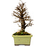 Ulmus parvifolia Nire, 17 cm, ± 10 years old