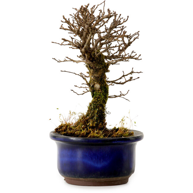 Ulmus parvifolia Nire, 14,5 cm, ± 10 Jahre alt