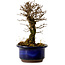 Ulmus parvifolia Nire, 14,5 cm, ± 10 Jahre alt