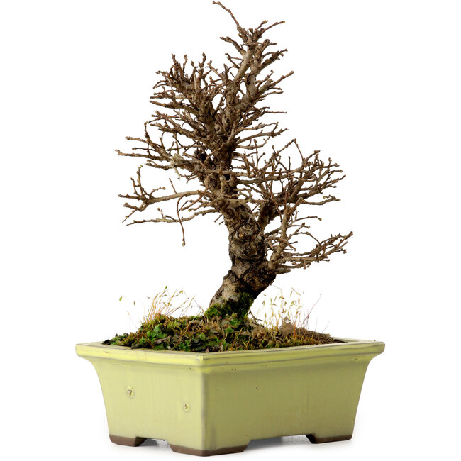 Ulmus parvifolia Nire, 17 cm, ± 10 years old
