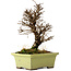 Ulmus parvifolia Nire, 17 cm, ± 10 years old