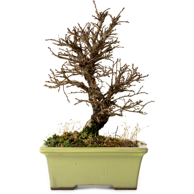 Ulmus parvifolia Nire, 17 cm, ± 10 years old
