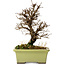 Ulmus parvifolia Nire, 17 cm, ± 10 years old