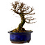 Ulmus parvifolia Nire, 14,5 cm, ± 10 years old