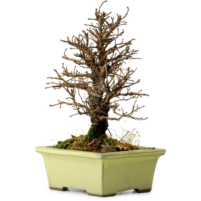 Ulmus parvifolia Nire, 17 cm, ± 10 anni