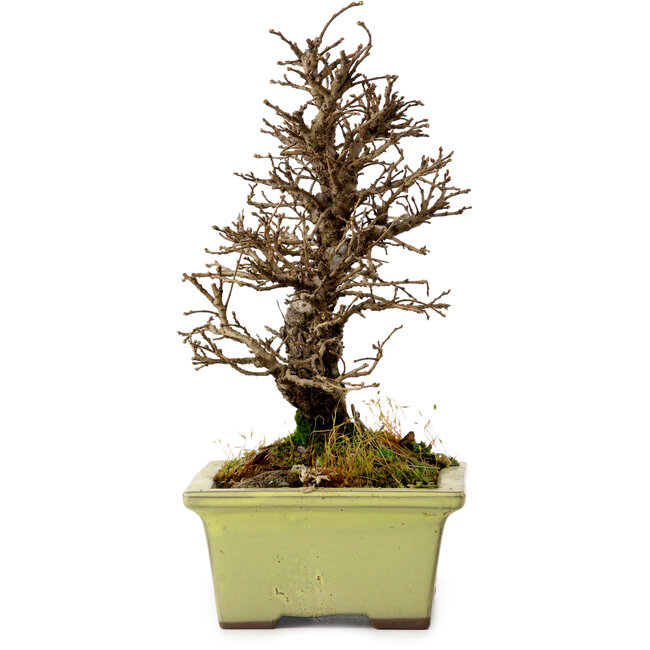 Ulmus parvifolia Nire, 17 cm, ± 10 Jahre alt