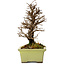 Ulmus parvifolia Nire, 17 cm, ± 10 ans
