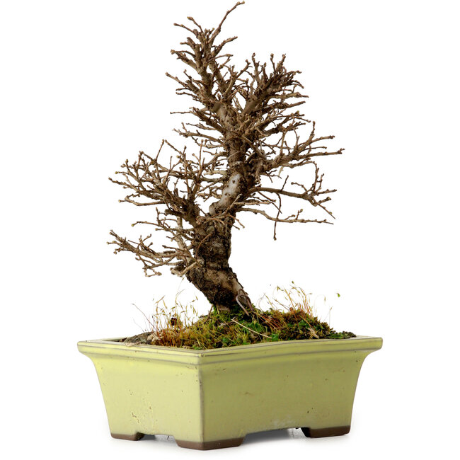 Ulmus parvifolia Nire, 17 cm, ± 10 years old