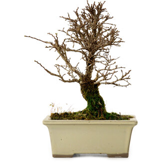 Ulmus parvifolia Nire, 17,5 cm, ± 10 years old