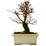 Ulmus parvifolia Nire, 17,5 cm, ± 10 Jahre alt