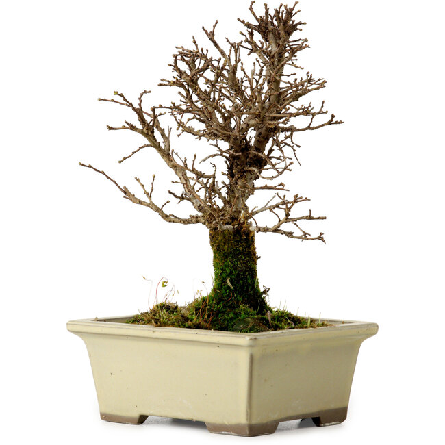 Ulmus parvifolia Nire, 17,5 cm, ± 10 years old
