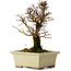 Ulmus parvifolia Nire, 17,5 cm, ± 10 years old