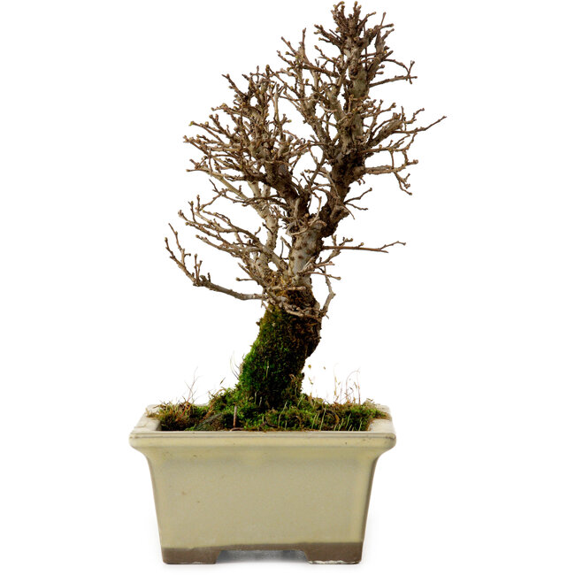 Ulmus parvifolia Nire, 17,5 cm, ± 10 anni