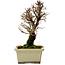 Ulmus parvifolia Nire, 17,5 cm, ± 10 years old