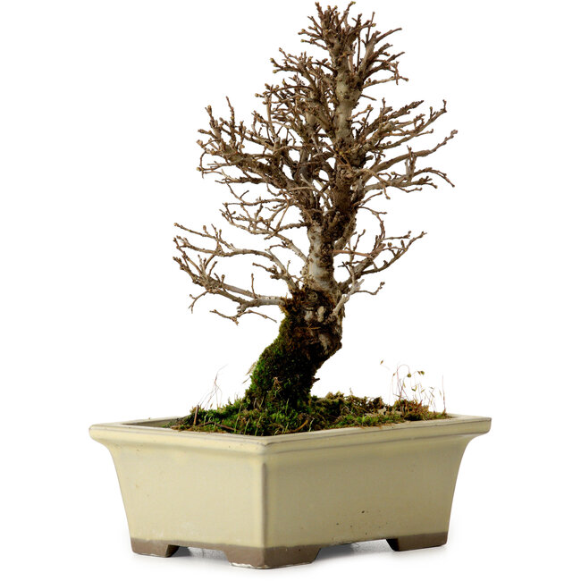 Ulmus parvifolia Nire, 17,5 cm, ± 10 years old